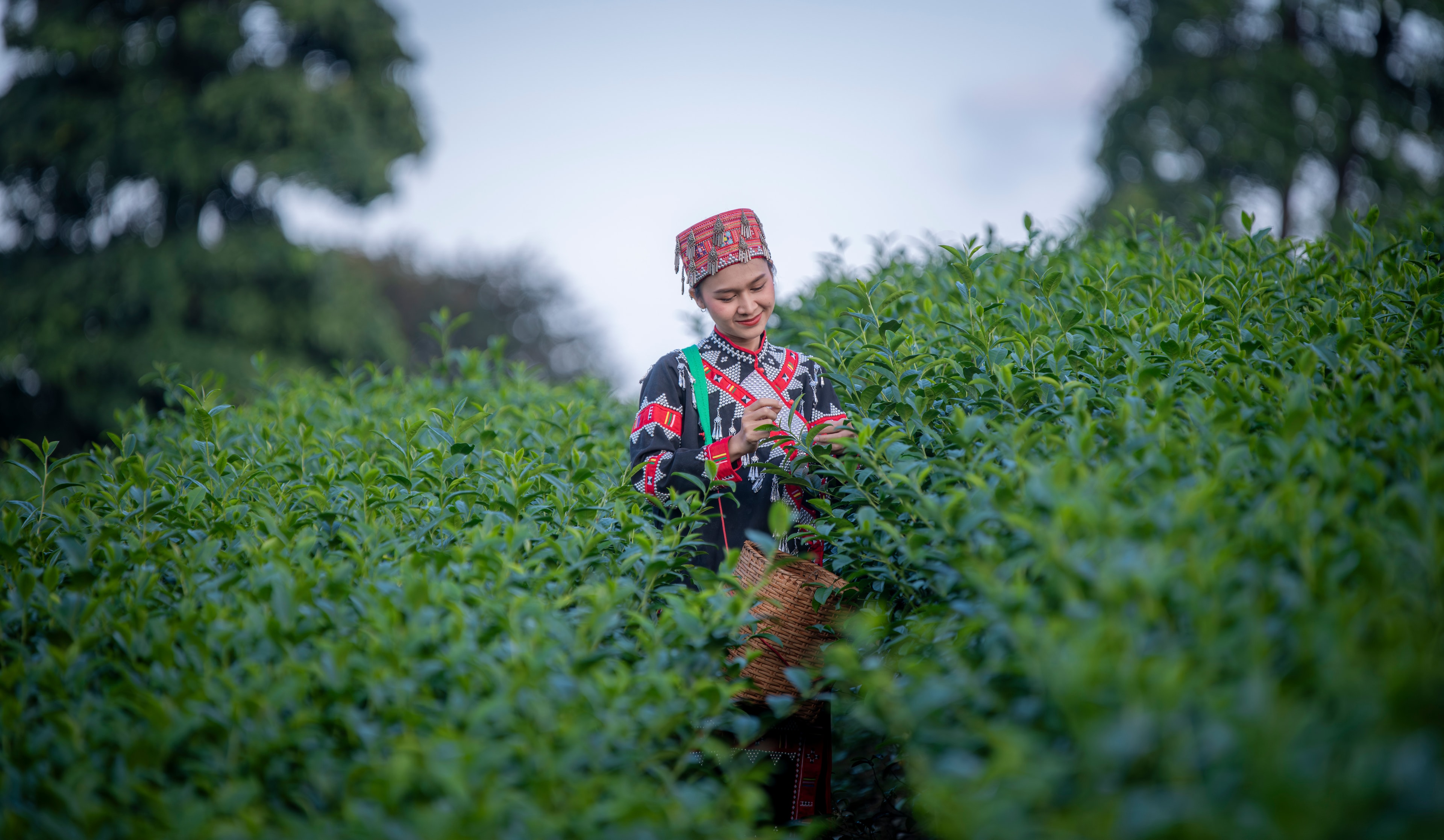 Woman in traditional dress harvesting tea leaves, Cameron Highlands